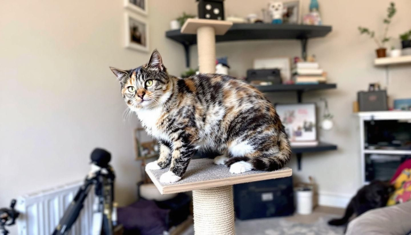 Wie wählt man den perfekten Kratzbaum für unterschiedliche Katzenpersönlichkeiten?